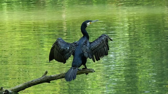 The great cormorant, Phalacrocorax carbo known as the great black cormorant across the Northern Hemisphere, the black cormorant in Australia and the black shag further south in New Zealand