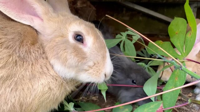 Close up of a cute light brown rabbit eating green leaves in the garden