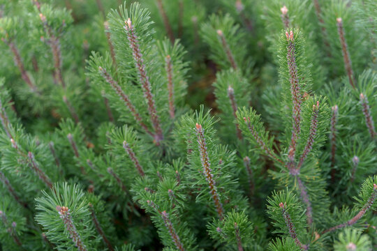 Green pine branches with young shoots and fresh needles in a dense conifer bush. Natural evergreen plant texture for botanical background.