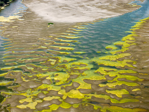 Aerial view of the Danube river near Krcedin, featuring intricate sandbanks, shallow water, and vibrant green algae patterns in Krcedin, Vojvodina, Serbia.