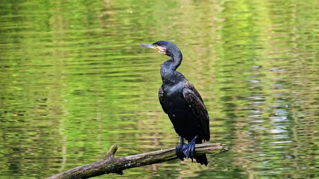 The great cormorant, Phalacrocorax carbo known as the great black cormorant across the Northern Hemisphere, the black cormorant in Australia and the black shag further south in New Zealand