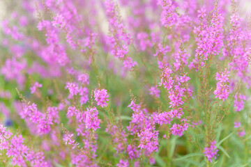 Obraz premium Blooming purple loosestrife wildflowers with vibrant pinkish spikes in a dense sunny meadow. Natural botanical background featuring soft focus herbaceous perennial plants in summertime.