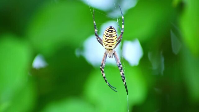 Big wasp spider in net hunting for pray and waving in the wind in its spider web hunting wasps and bees. Poisonous and venomous wasp spider with yellow stripes and black stripes feared arachnophobia