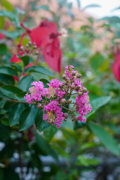 Blooming pink crape myrtle (Lagerstroemia indica) with delicate ruffled flowers and unopened buds, photographed in natural light with a soft green garden background.