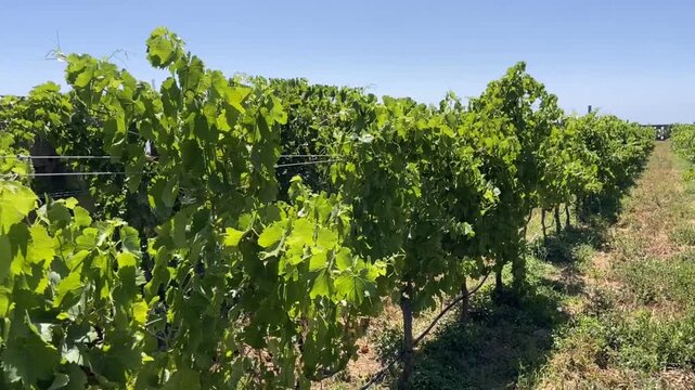 View of a vineyard at summer in the south of Tenerife, Guimar, Canary Islands, Spain. Green rows of Marmajuelo or Bermejuela grape variety. Wine industry concept.