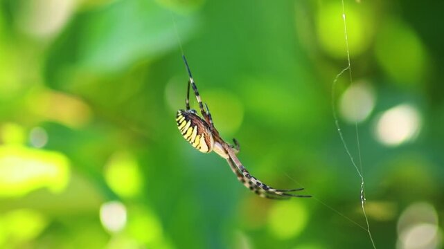 Big wasp spider in net hunting for pray and waving in the wind in its spider web hunting wasps and bees. Poisonous and venomous wasp spider with yellow stripes and black stripes feared arachnophobia