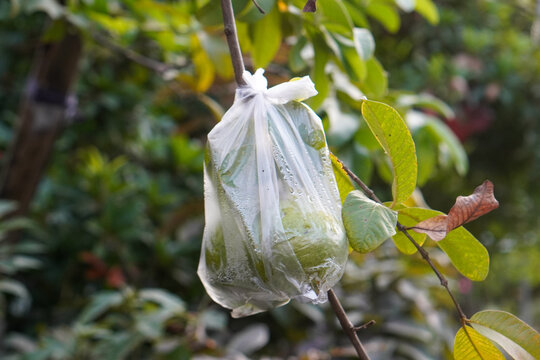 Green guava wrapped in a transparent plastic bag on the tree as a fruit protection method before harvest, photographed outdoors with a natural blurred background.
