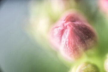 makro nah blume pink © fotorena.de