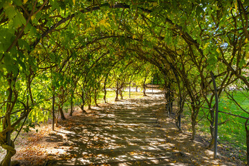 Fototapeta premium Leafy arched tunnel over wooden boardwalk path with filtered sunlight and fallen leaves