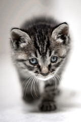 cat on white © youm