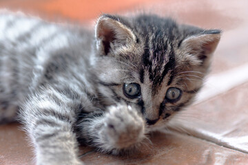 portrait of a cat © youm