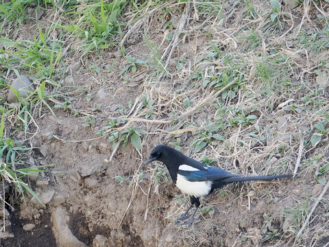 草むらに降り立ったカササギ