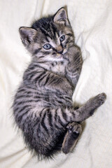 cat lying on the bed © youm