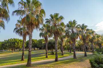 Fototapeta premium Scenic park path lined with tall palm trees and green grass under a clear blue sky during a sunny day with bright daylight. Mediterranean region, Side.