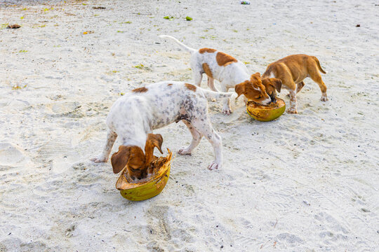 Small dogs play with coconut on the beach