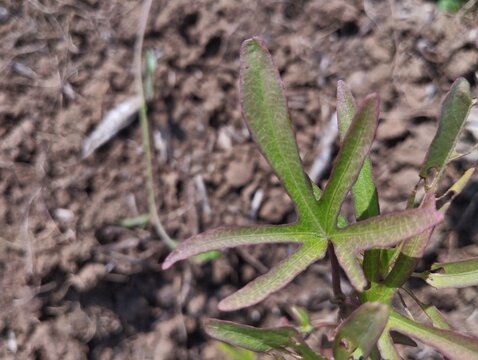 Top view close up shot of reddish and purple palmately lobed sweet potato leaves on farm soil background.