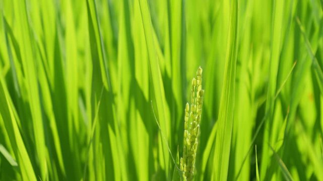 Emerging Rice Panicle Among Vibrant Green Leaves in Summer Sunlight