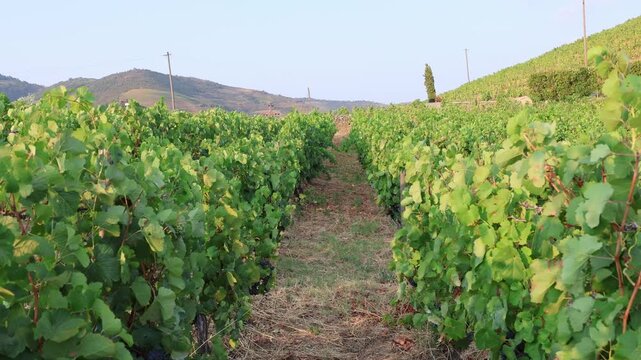 Scenic vineyard rows in douro valley, portugal