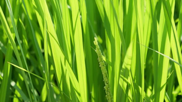 Emerging Rice Panicle Among Vibrant Green Leaves in Summer Sunlight