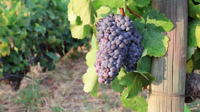 Ripe red grapes hanging on a vine in douro valley vineyard