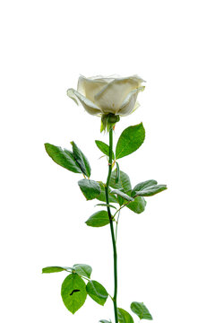 single white rose