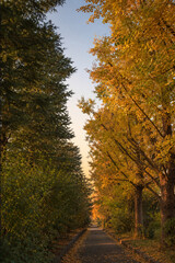 Fototapeta premium Beautiful autumn path with yellow ginkgo trees and sky at sunset