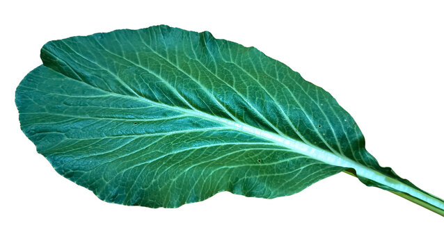 Fresh Green Mustard Leaf Isolated on White Background