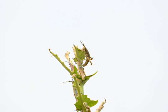 Nymph or juvenile Poekilocerus pictus. Its common name is painted grasshopper,&nbsp;aak grasshopper&nbsp;and&nbsp;ak grasshopper. It is a fairly large and brightly coloured species of&nbsp;grasshopper. This is toxic.