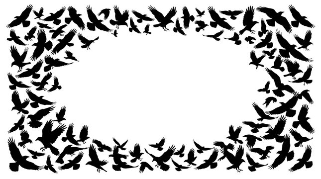 Halloween border Flying birds silhouette frame, black crows and ravens border vector, spooky halloween flock of birds background template isolated on White Background eps