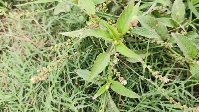 praying mantis on the ground