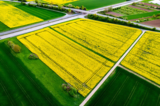 Aerial view of vibrant yellow rapeseed fields and green farmland divided by a road and bridge in the rural landscape in Mannheim, Baden-Wurttemberg, Germany.
