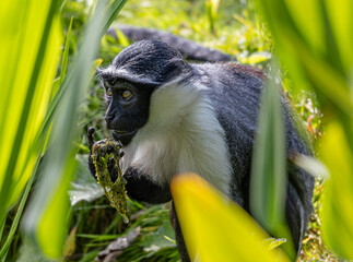 Chester Zoo - Roloway Monkey © SR7 Photo
