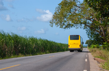 Obraz premium Yellow Bus Traveling Through Sugarcane Fields in Sapé, Paraíba, Brazil