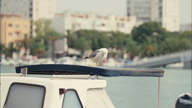 A yellow legged gull stands on the canopy of a moored boat in a marina with an urban waterfront in the background.