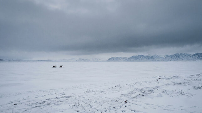Two wild reindeer walking across a vast snow-covered tundra. Arctic winter landscape with distant mountains under an overcast sky