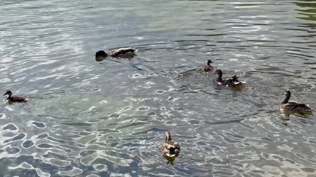 ducks swimming in the water