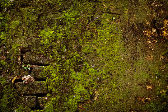 Stone wall covered featuring moss texture