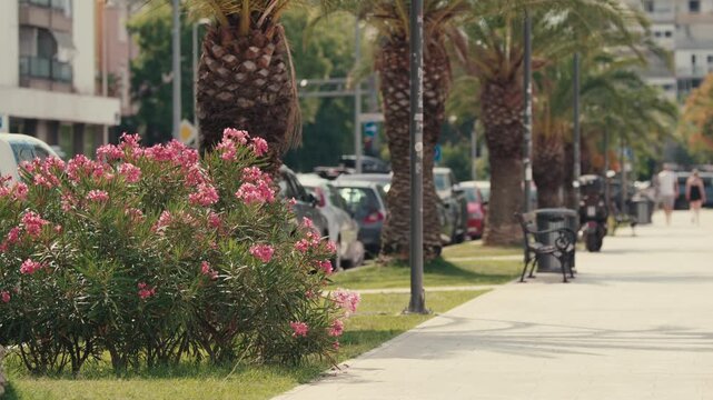 Pink oleander shrubs bloom beside a palm lined urban promenade with parked cars and a sidewalk in Zadar Croatia.