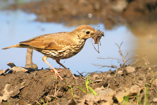 Song thrush bird gather nesting materials in spring, Turdus philomelos