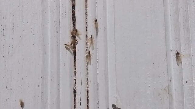 Silent Termites Emerging From Wooden Door Crack Infestation