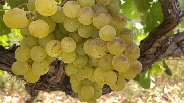 A close-up of a bunch of ripe green grapes of Marmajuelo variety on a vineyard background, grape harvest, viticulture, G&uuml;&iacute;mar, Tenerife, Canary Islands, Spain,4K. 