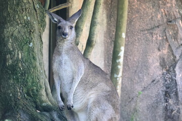 カンガルー © kosumi
