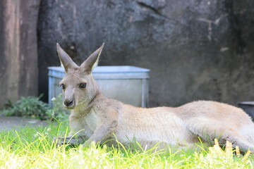 カンガルー © kosumi