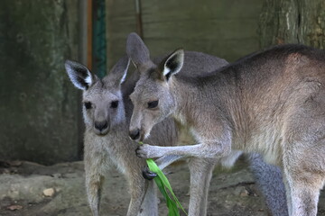 カンガルー © kosumi