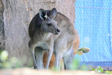 カンガルー © kosumi