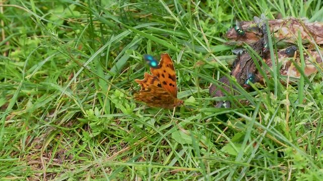 Comma Butterfly Resting in a Meadow	