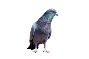 Obraz premium Front view of common pigeon standing isolated on white background. Detailed grey feathers with iridescent neck plumage and bright orange eye. High quality studio shot for nature design.Clipping path