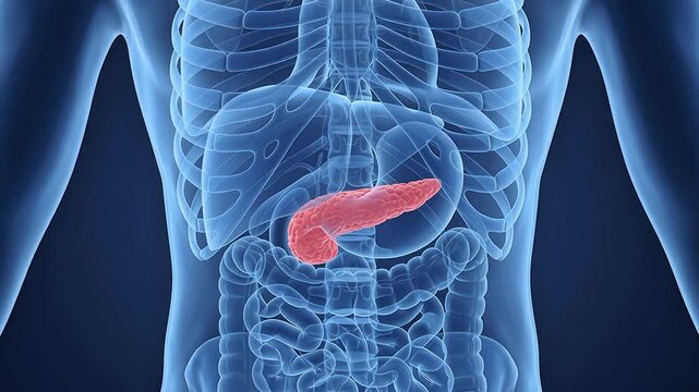 3D Medical Illustration of Human Pancreas Anatomy for Diabetes and Digestive Health on Blue Background