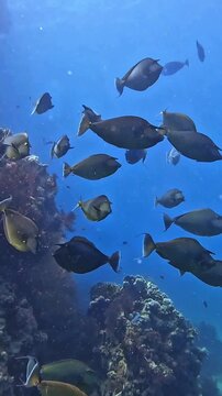 Bluespine unicornfish (naso unicornis). Taken in Sharm el Sheikh, Egypt.	