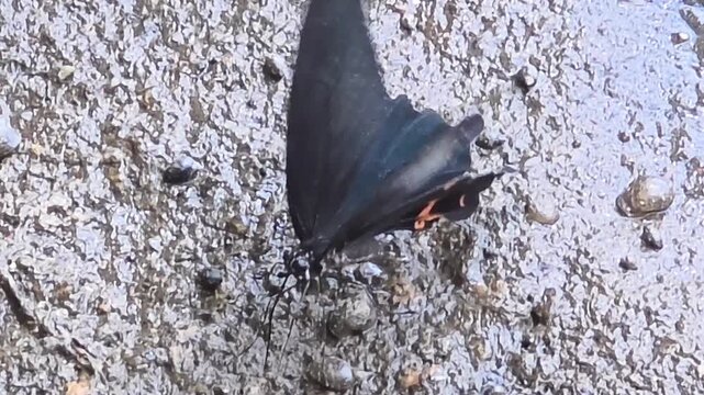 

Profile view of spangle butterfly puddling on stream bed for minerals, macro 4K
